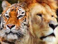 Фильмы про львов и тигров